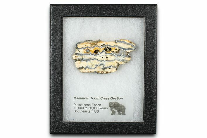 Mammoth Molar Slice With Case - South Carolina #377854